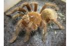 Tausche Theraphosa apophysis Zuchtpaar u. Schlangen Top