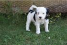 Tibet Terrier Welpen geboren 07. 03. 11