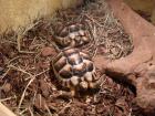 Ich VERKAUFE zwei SÜßE Breitbandschildkröten