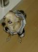 Chihuahua Deckrüde