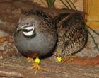 Verk. Chinesische Zwergwachteln silber und wildfarbig