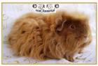 1 1 Sheltie und Merino
