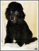 Kleinpudelrüdenjunghund black-tan Papiere
