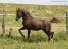 Awwali ibn Al Maraam asiler VB/ Araberhengst