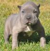 Super schöne American Pit Bull Welpen