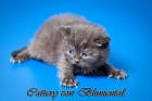 WUNDERSCHÖNE BKH-KITTEN