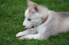 Traumhaft süße Husky Welpen zu verkaufen abgabebereit