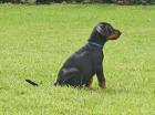 Top Dobermann Welpen Hund mit Papieren