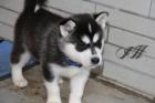 Siberian Husky Welpen suchen ein Zuhause