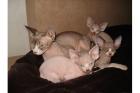 Sphynx kanad. mit Papiere Kater