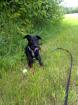 Dobermannmischling sucht dringend neues zu Hause