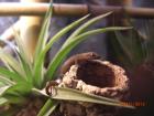 Lepidodactylus lugubris Junferngecko