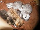 Perserkatzenbabys ab 7. Juli 2022 abzugeben silver - shaded golden - shaded