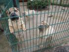 Shar Pei Welpen mit Papieren