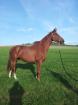 Ehrlicher Trakehner Wallach 9Jahre