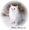 Perserkitten in silver shaded silver point und golden point zu verkaufen