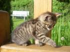 Süße gesunde Europäische Hauskatzenbabys ab Anfang September suchen ein neues Z