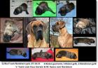 Deutsche Doggenwelpen gelb gestromt Dt. Doggen vom Nordstern