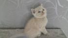 3 bkh kitten zu verkaufen je 350Euro zwei braun schwarz man weibl. einer hellgrau