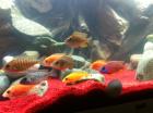 Vk Kaiserbuntbarsch Aulonocara Firefish
