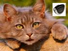 Katzen Kamera - günstig mieten deutschlandweit