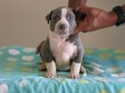 Pitbull Blueline Welpen 10 Wochen Fulda