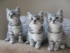 Silver-Tabby BritishKurzHaar Kätzchen mit Champion Stammbaum