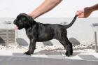 Wunderschöne Cane Corso Welpen grau/blau und schwarz