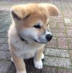 Reinrassige Akita Inu Welpen