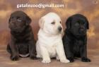 Wunderschönen Labrador Welpen abzugeben. Whatsapp 971588303943