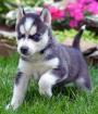 Hübscher toller gutmütiger Husky Rüde in gute Hände abzugeben