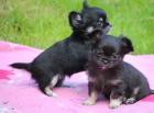 Chihuahua Welpen Geimpft Registriert. .