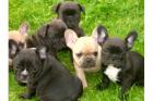 FRANZÖSISCHE BULLDOGGEN WELPEN GECHIPT ENTWURMT GEIMPFT