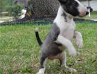Bildschöne Miniature Bull Terrier mit FCI-VDH Papieren mit Ahnentafel