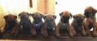 Hübsche reinrassige Rodesien Ridgeback Welpen