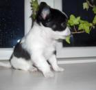 Süße Chihuahua Welpen zu verkaufen
