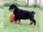 Kräftige gesunde und reinrassige Rottweilerwelpen Rottweiler Welpen