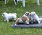 Englische Bulldogge Welpen mit papieren Whatsapp 4915145672158