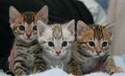 Reinrassige bengal Kitten zu verkaufen