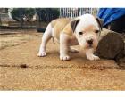 American Bulldog Puppy23