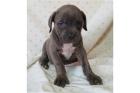 Cane corso welpen - noch 2 schwarze weibchen frei12