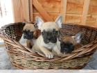 FRANZÖSISCHE BULLDOGGEN WELPEN GECHIPT ENTWURMT GEIMPFT