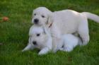 Schöne Golden Retriever Welpen zur Verfügung.