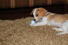 Beagles Welpen mit guten Knochen gute Winke