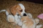 Beagle Welpen zu verkaufen
