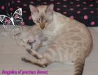 Wunderschöne Bengal Katerchen in snow und braun mit Stammbaum