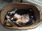 6 großartige Rote Kitten / Katzenbabys zu vermitteln 120 - VB