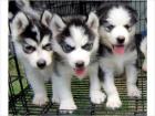 Blaue Augen Siberian Husky Welpen