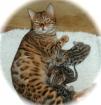Reinrassige Bengalkitten mit Papieren