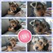 2 Yorkshire Terrier Welpen Mädels suchen kuschliges Zuhause